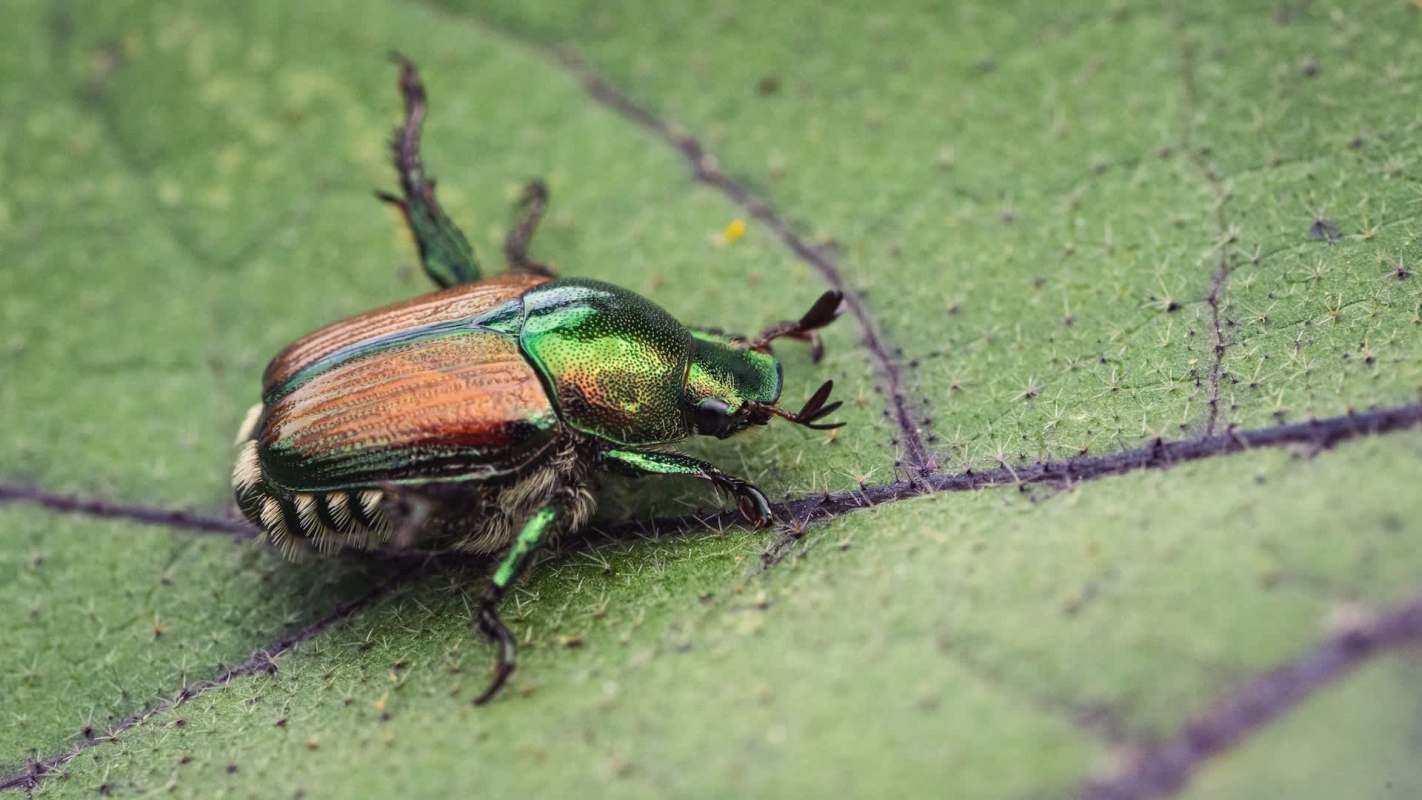 A close-up of a metallic green and copper beetle resting on a textured green leaf.