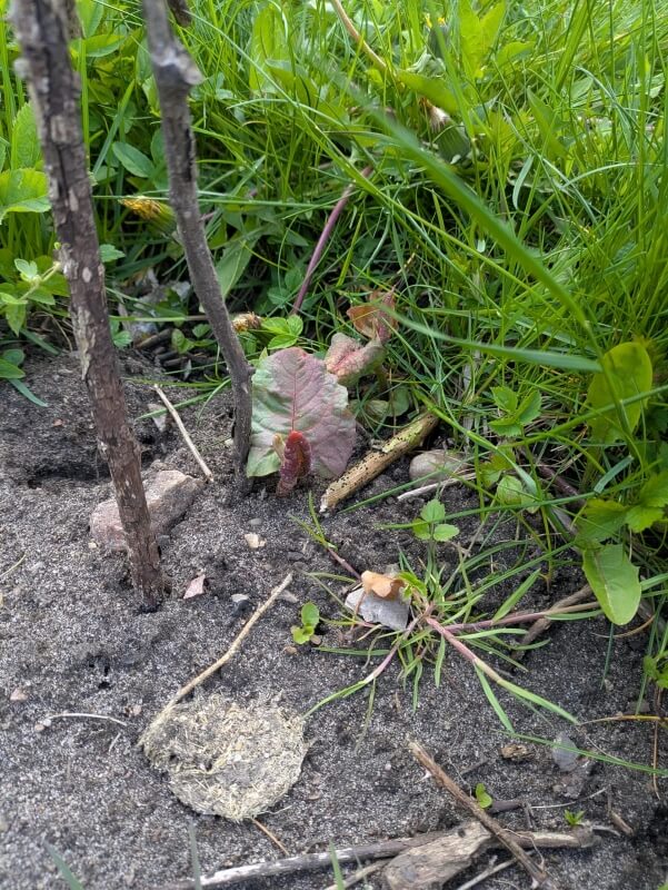 Soil and plants.