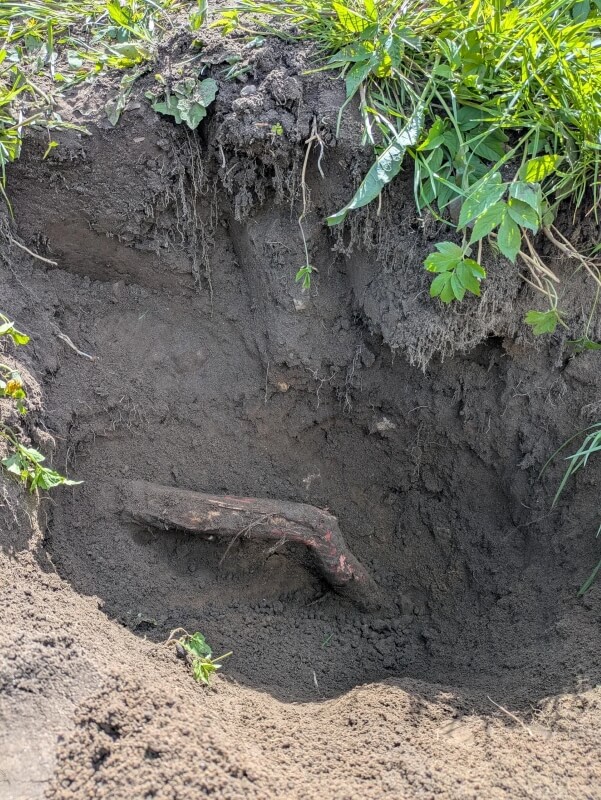 A large Japanese knotweed root.