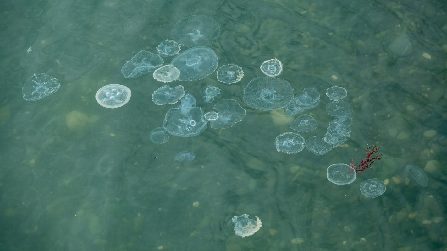 A serene underwater scene featuring various jellyfish drifting in clear water alongside some seaweed.