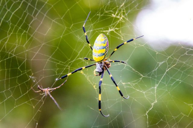 A Joro spider on a web.
