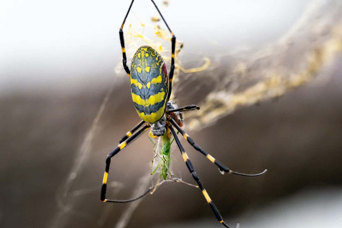 A close-up of a yellow and black spider capturing a green insect in its web.