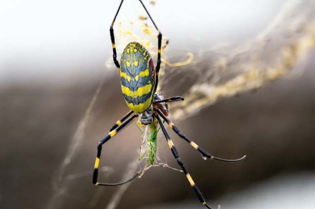 A close-up of a yellow and black spider capturing a green insect in its web.