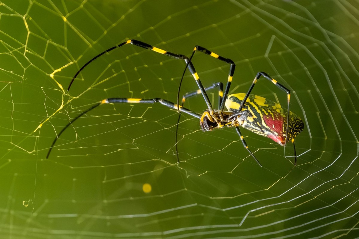 A close-up of a brightly colored spider weaving its intricate web against a green background.