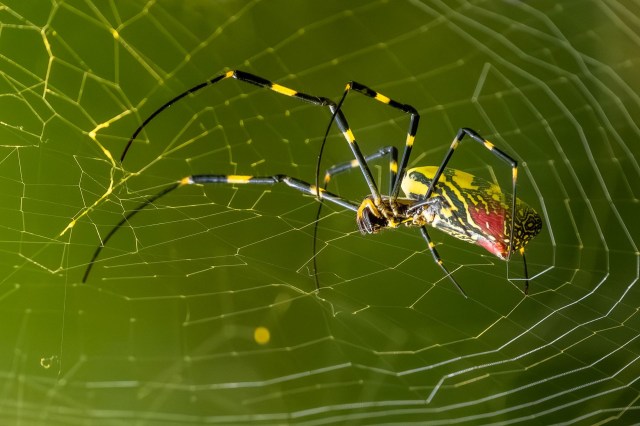 A close-up of a brightly colored spider weaving its intricate web against a green background.