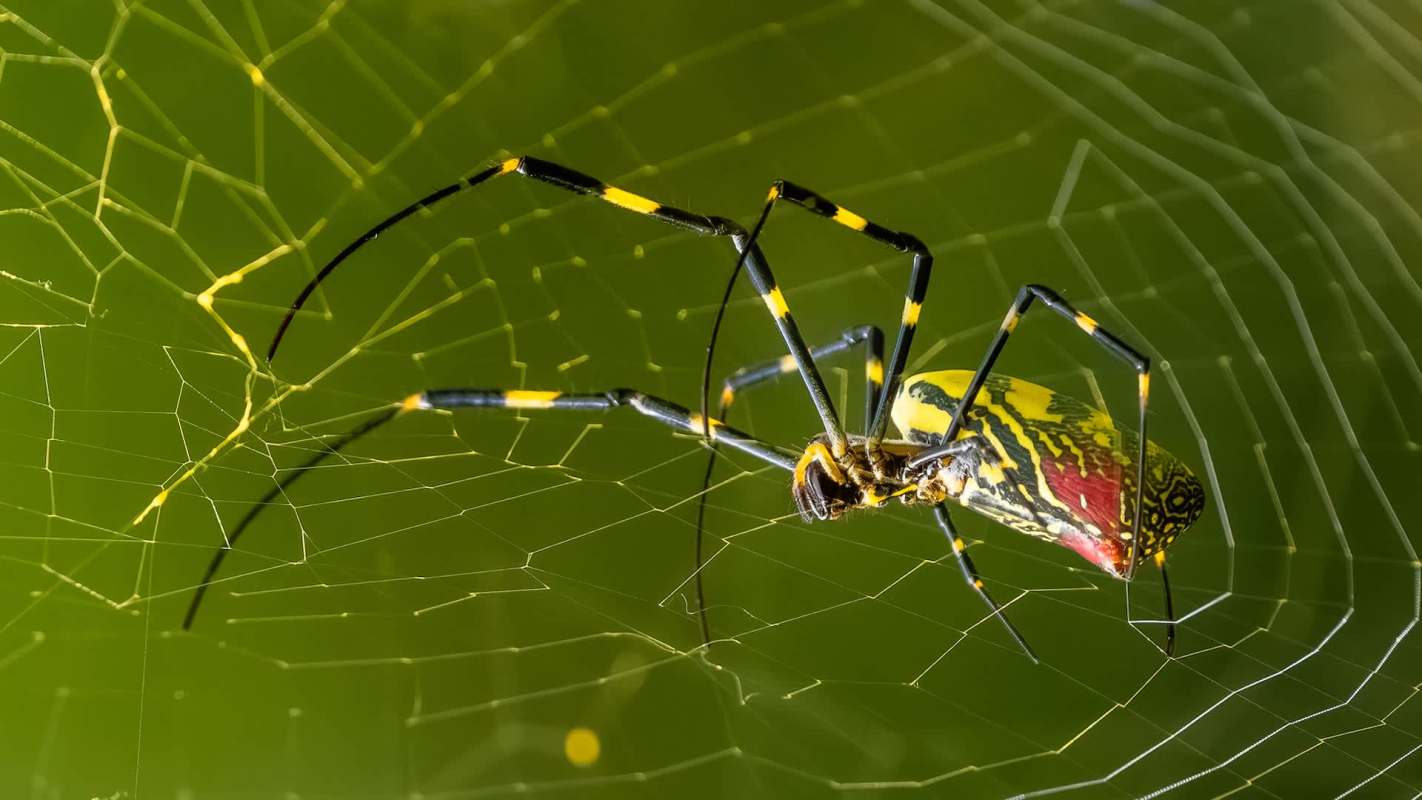 A close-up of a colorful Joro spider spinning its web against a blurred green background.