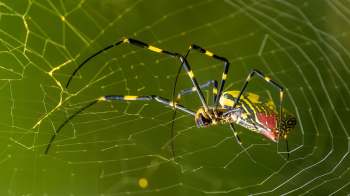 A close-up of a colorful Joro spider spinning its web against a blurred green background.