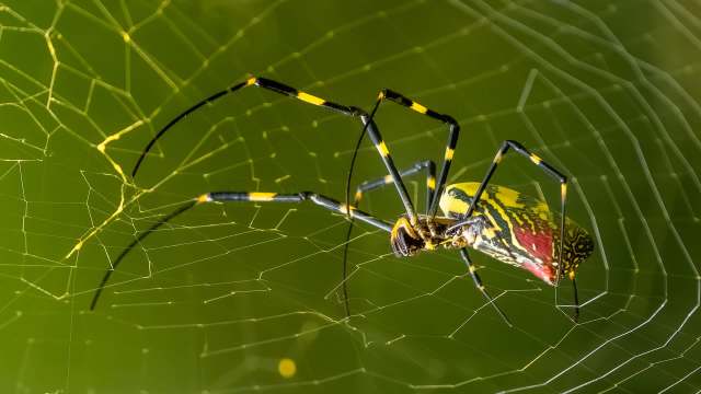 A close-up of a colorful Joro spider spinning its web against a blurred green background.