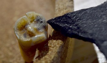 An ancient tooth next to a piece of dark, textured rock.