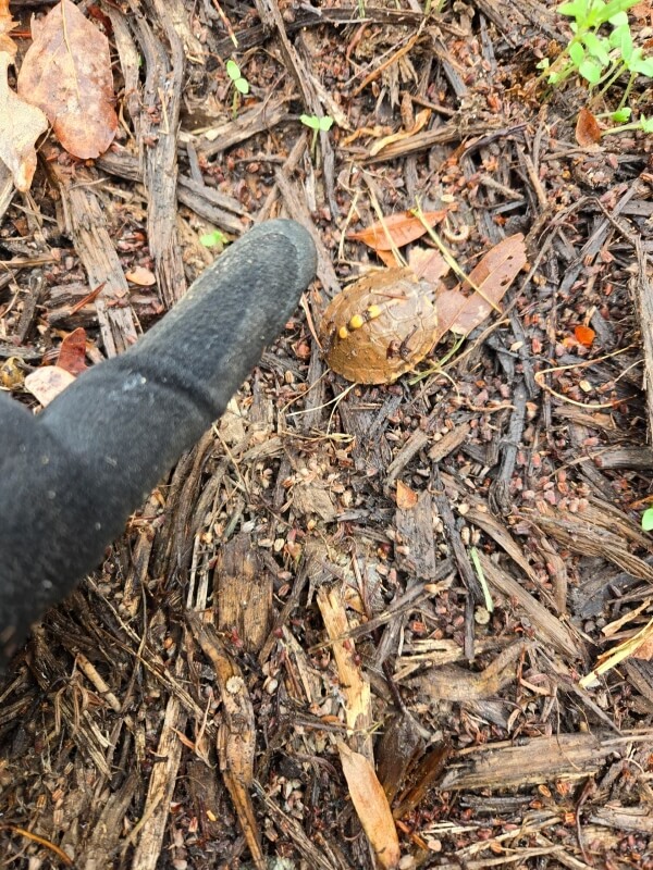 The brown turtle on the ground next to a gloved hand of the photographer.