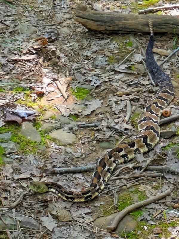 A large green-faced timber rattlesnake with a patterned body slithering over leaf litter and rocks in a forested area.