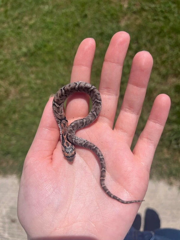 A small snake coiled in a person's open palm.