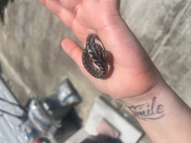 A small snake coiled in a person's hand.