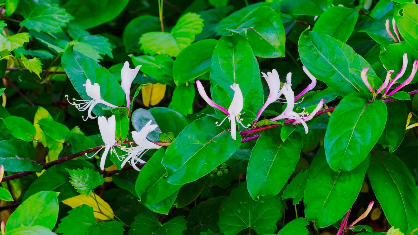 Clusters of white and pink honeysuckle flowers among vibrant green leaves.