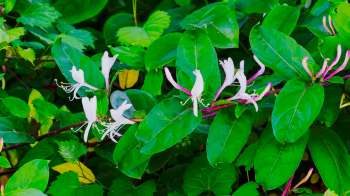 Clusters of white and pink honeysuckle flowers among vibrant green leaves.