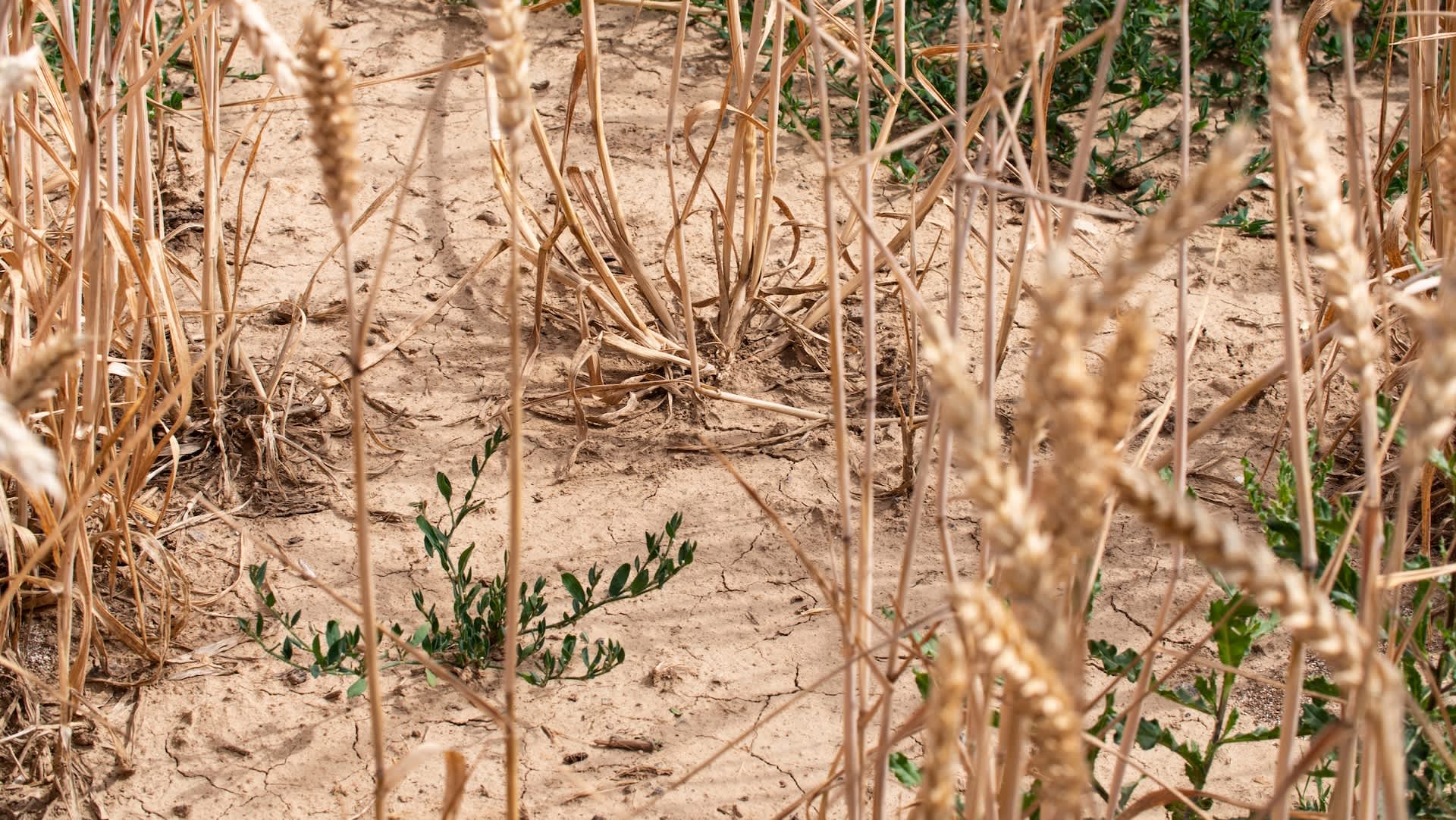 'We're so far behind that it's not even funny': Kansas farmers face one of the worst wheat seasons in years