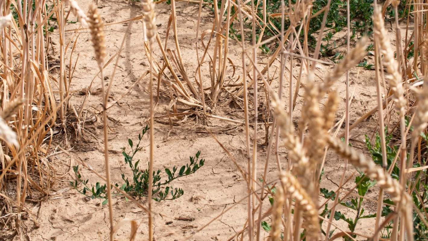 A close-up view of dry, golden wheat stalks with patches of green vegetation on cracked soil.
