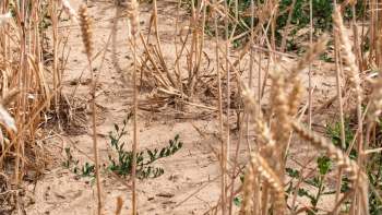 A close-up view of dry, golden wheat stalks with patches of green vegetation on cracked soil.
