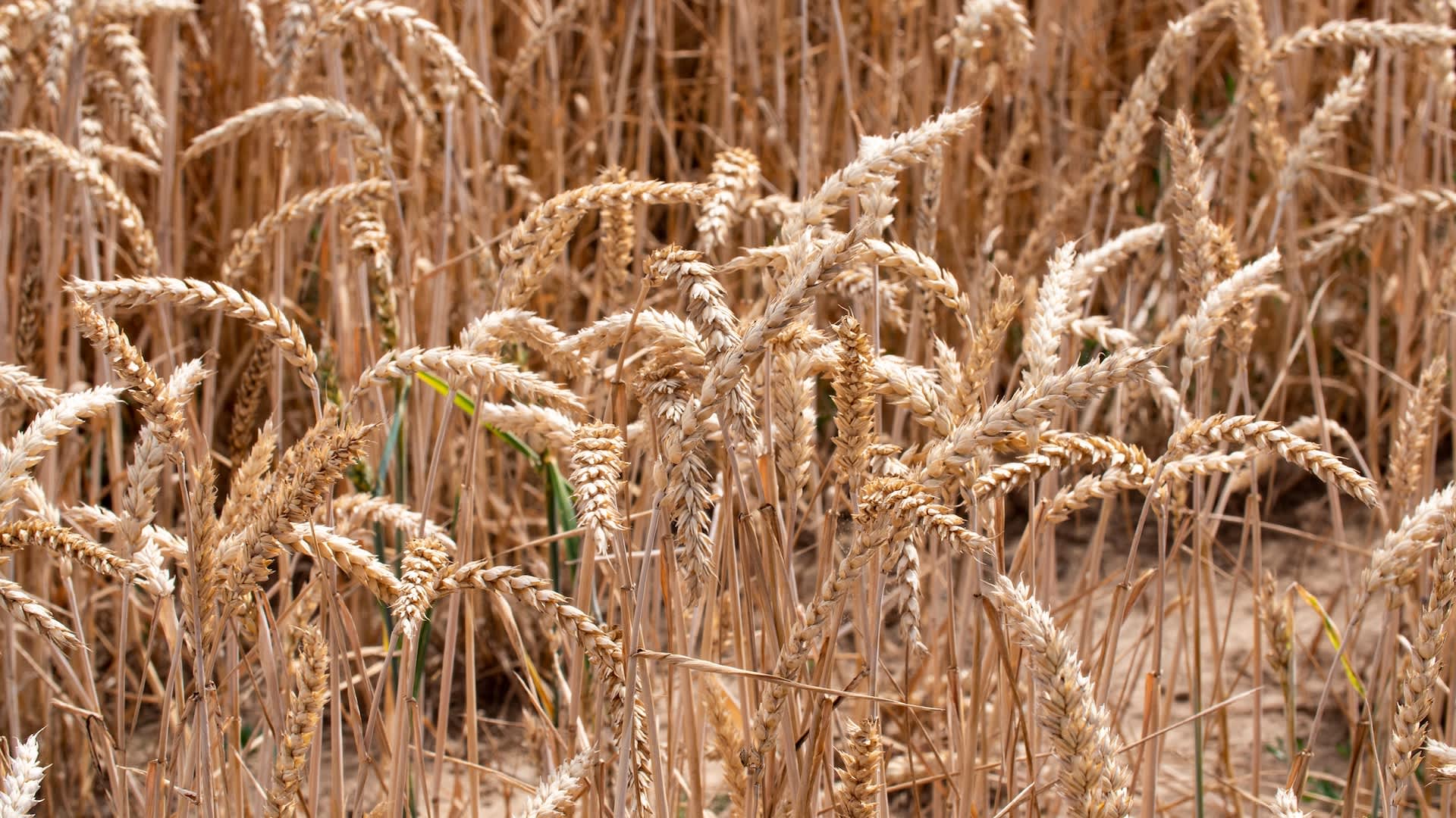 Kansas wheat farmers brace for worst harvest in decades as extreme weather intensifies