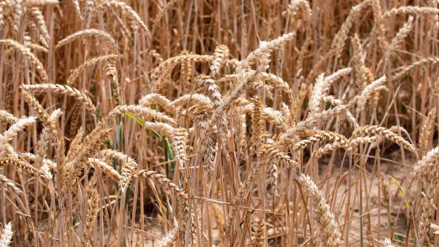 A close-up view of golden wheat stalks in a field during the harvest season.