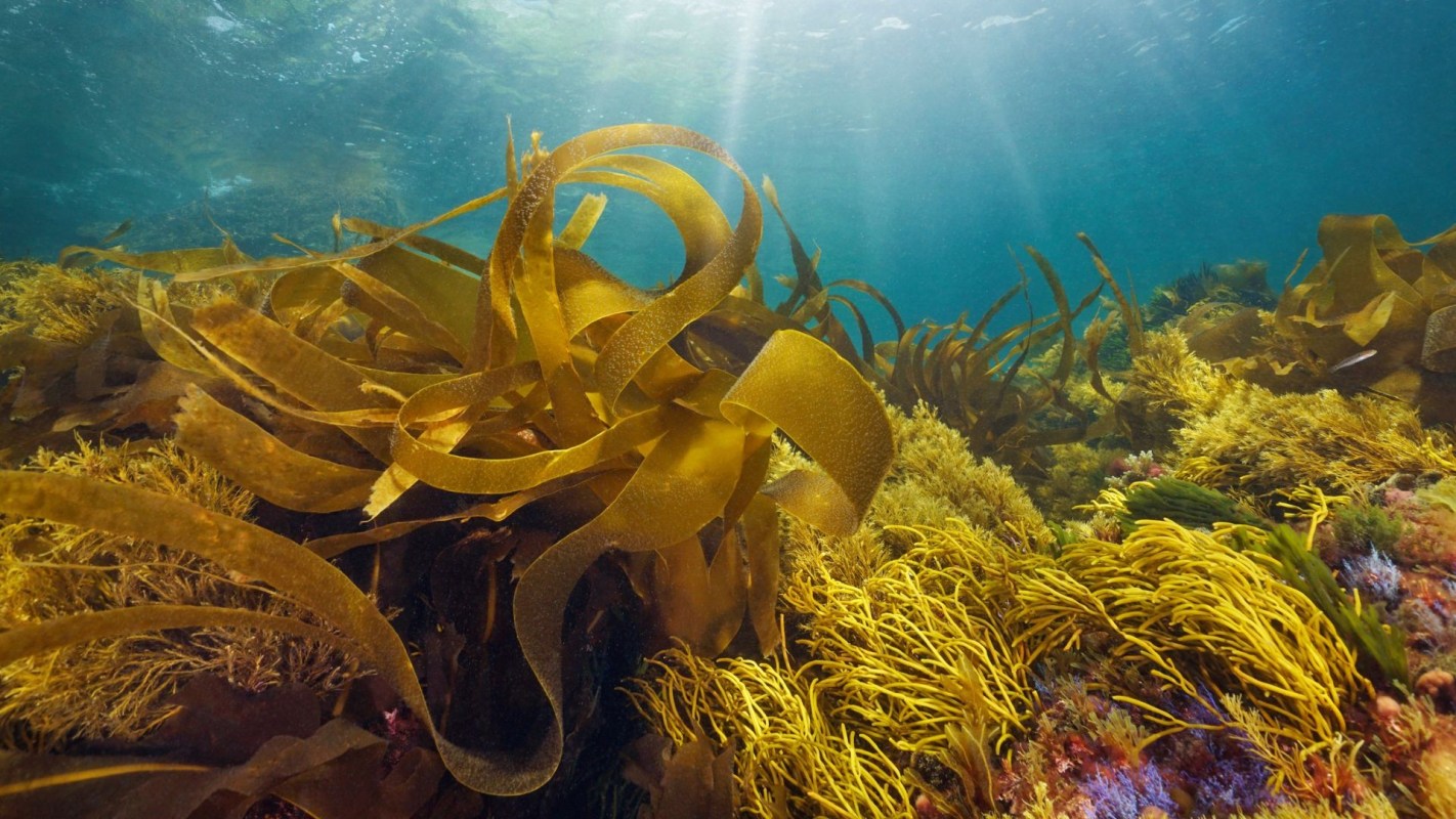 Underwater view of various seaweeds and kelp swaying in clear blue water, illuminated by soft sunlight.
