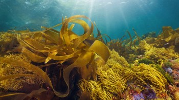 Underwater view of various seaweeds and kelp swaying in clear blue water, illuminated by soft sunlight.
