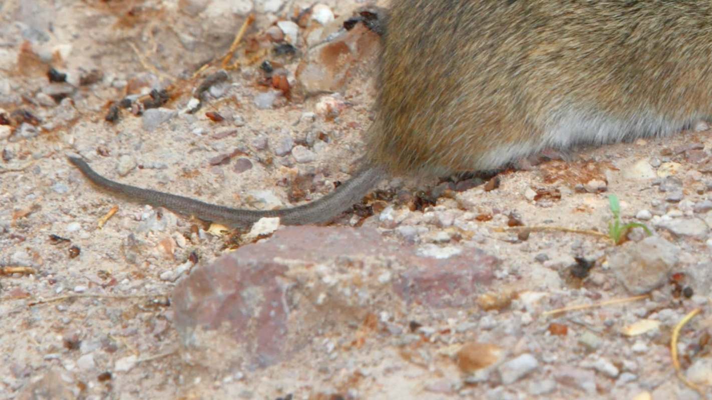 A close-up of the furry back end of a small animal partially buried in sandy ground, with a long tail visible.