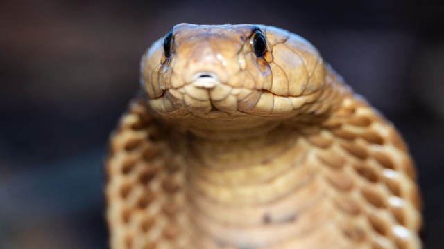 A close-up of a tan and brown snake with prominent scales and expressive eyes facing the camera.