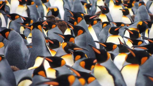 A densely packed group of king penguins displaying their distinctive black and orange markings.