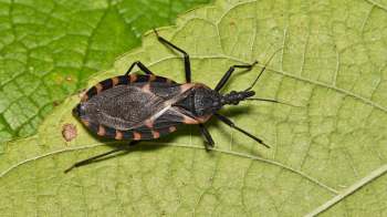 A black and orange insect, known as a kissing bug, on a green leaf.