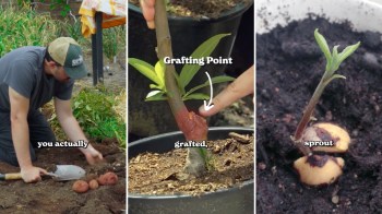 A collage showing gardening: a person digging potatoes, a grafted plant, and a sprouting seedling in soil.
