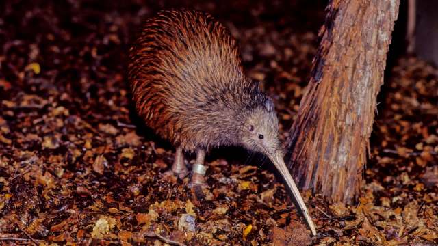 A kiwi bird foraging on the forest floor among fallen leaves and bark.