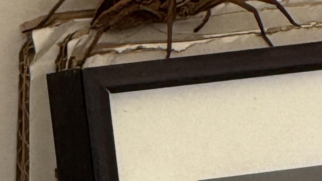 A close-up of a spider resting on an old, partially torn paper with a black picture frame.