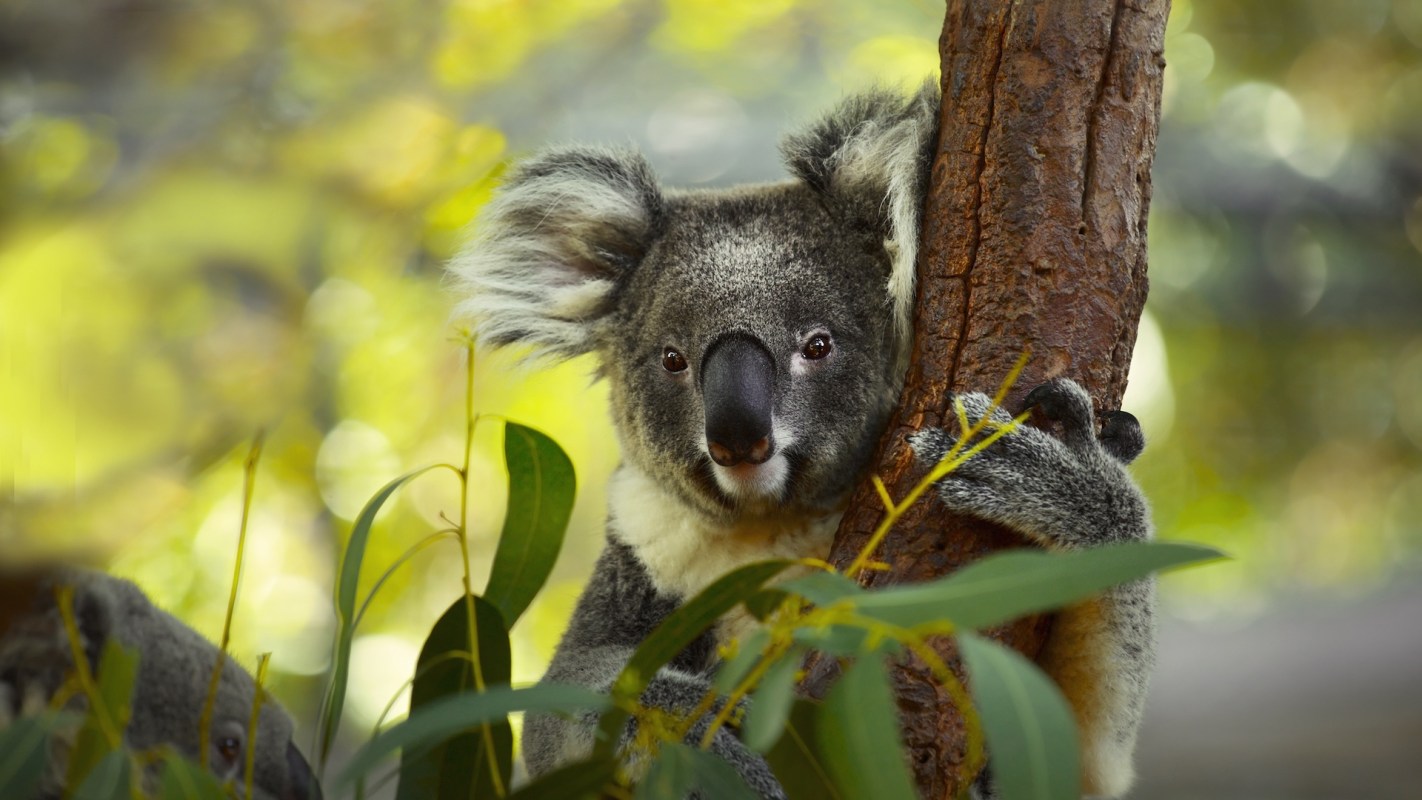 A koala clings to a tree surrounded by green leaves in a natural setting.