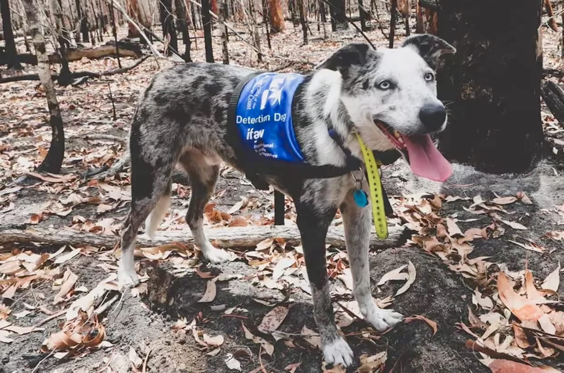 Australia hunts for a ball-crazed rescue dog to save koalas after fires and floods