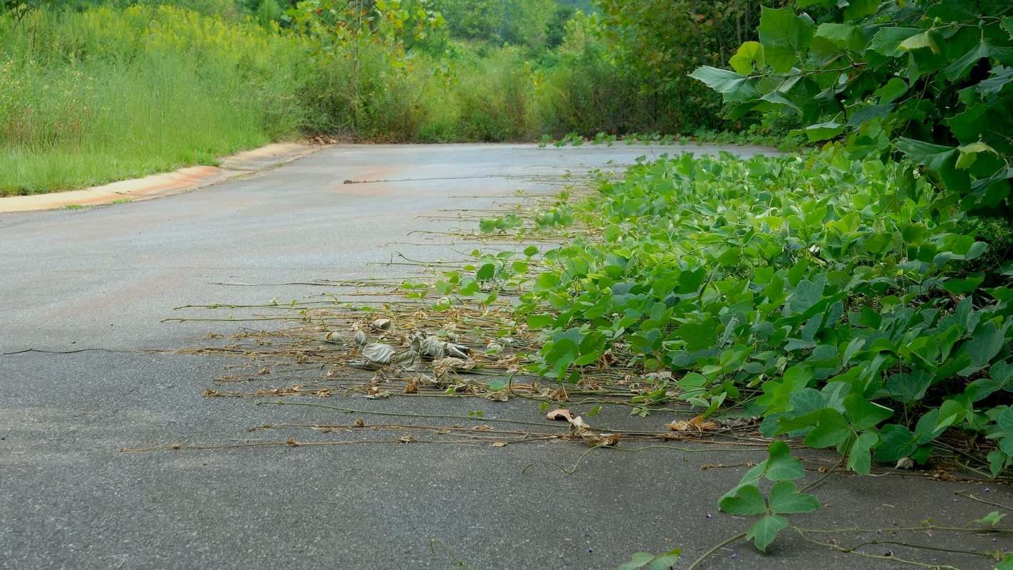 A concrete road overgrown with green kudzu vines and scattered plant debris at the edges.