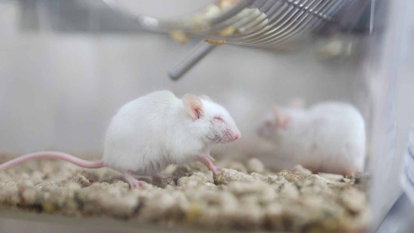 Two white lab mice are exploring a habitat with bedding in a research setting.