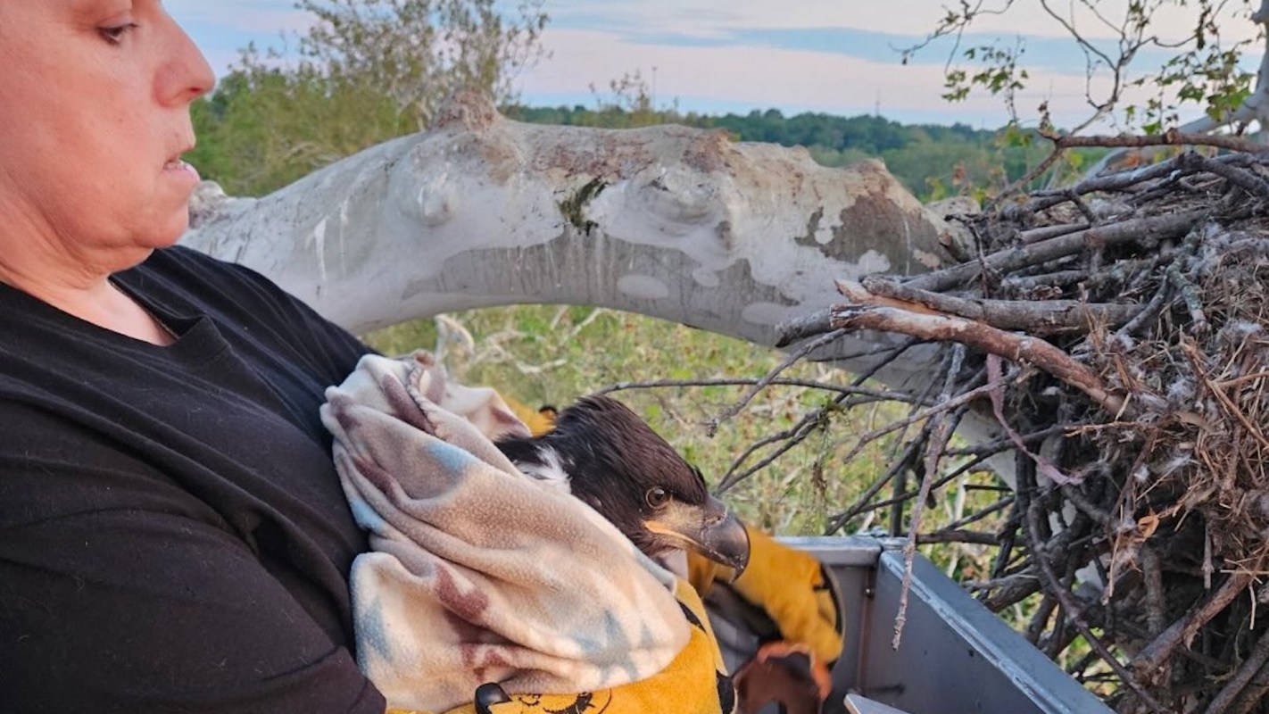 A woman holds a young eagle wrapped in a blanket, near its nest perched in a tree.