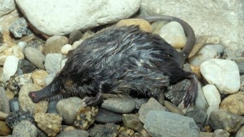 A small, furry mammal with a long snout walking on a bed of rocks.