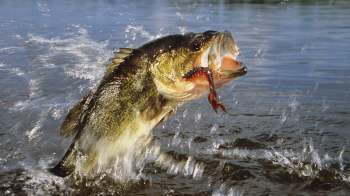 A largemouth bass fish leaps out of the water while catching a worm bait.