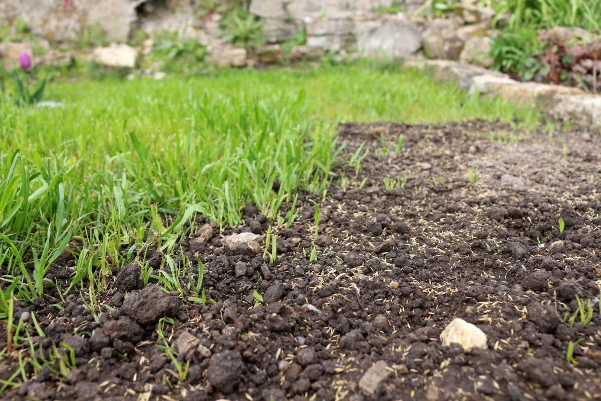 A close-up view of newly sprouted grass on one side and bare soil on the other in a garden setting.