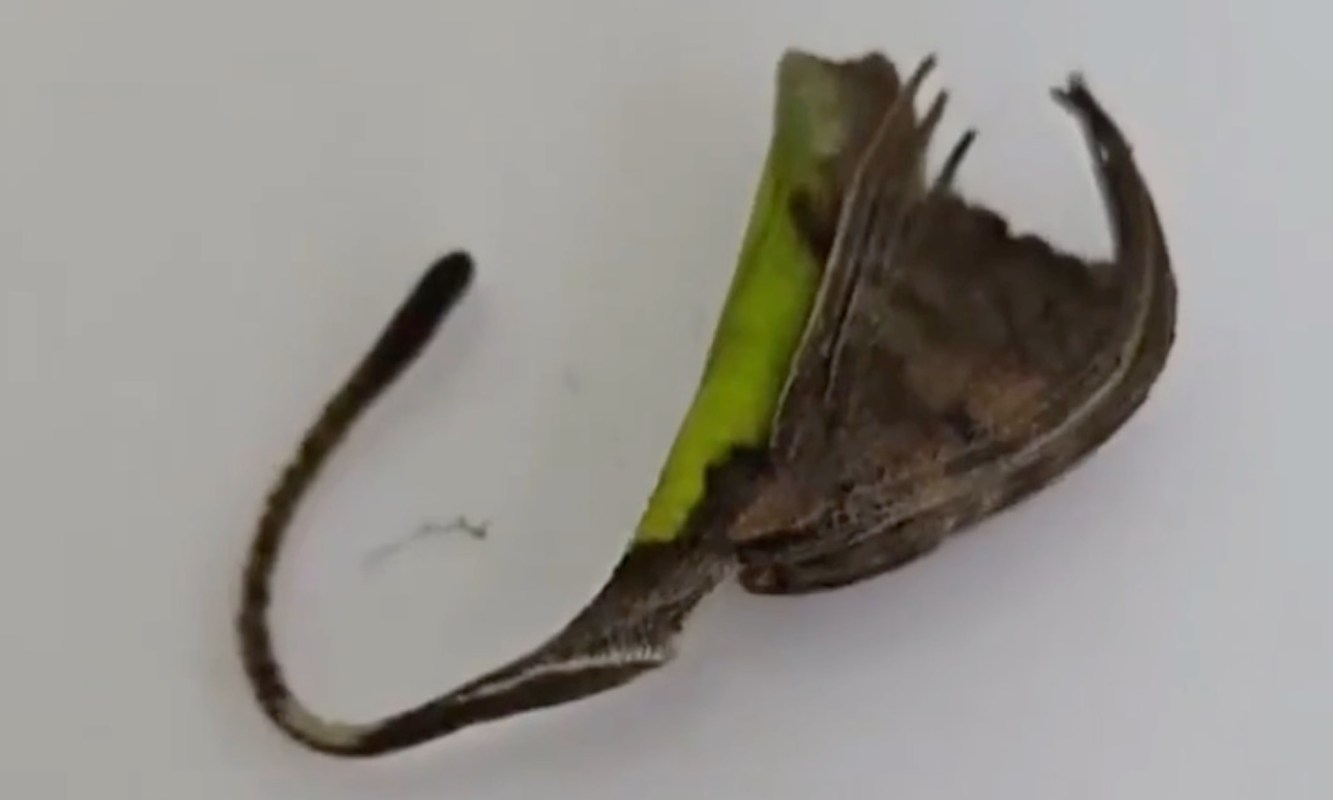 A close-up of a green and brown spider mimicking a leaf, showcasing its camouflage.
