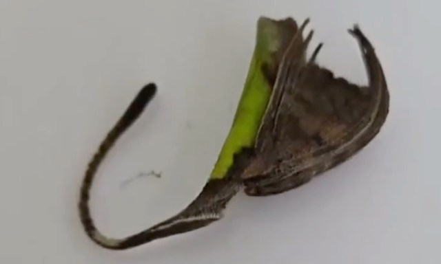 A close-up of a green and brown spider mimicking a leaf, showcasing its camouflage.