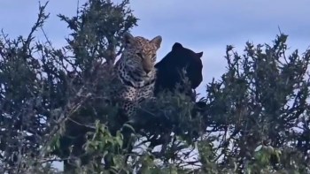 A melanistic leopard with another leopard resting in a tree.