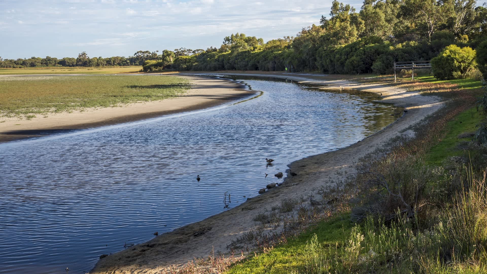Crocodile with 1-in-10,000 genetic mutation spotted in Australia: 'Absolutely magic'