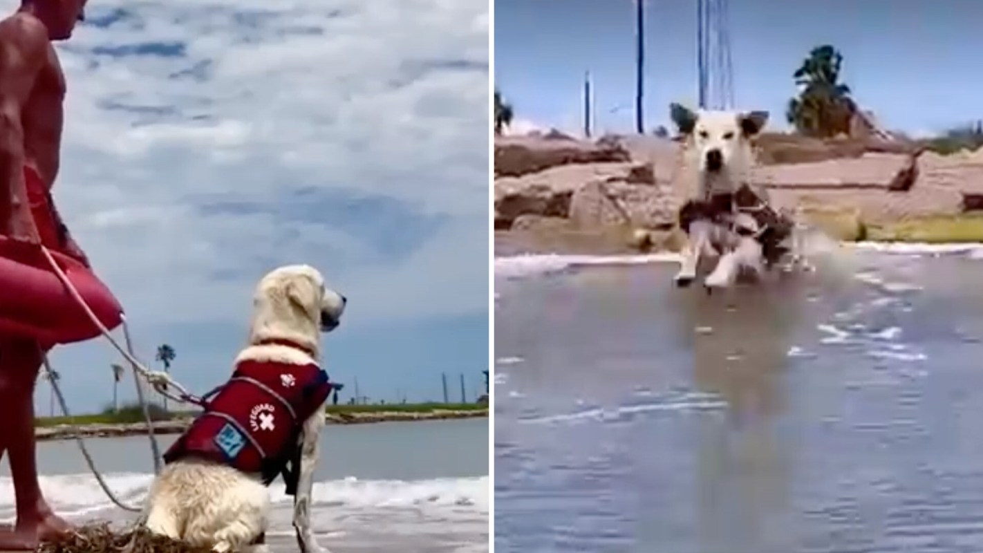 A lifeguard dog in a life jacket sits calmly by the water, while another dog joyfully plays in the waves.