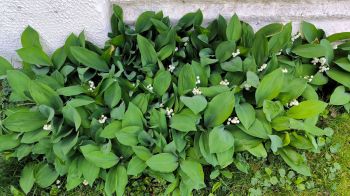 A lush patch of green leaves with small white flowers growing against a textured wall.