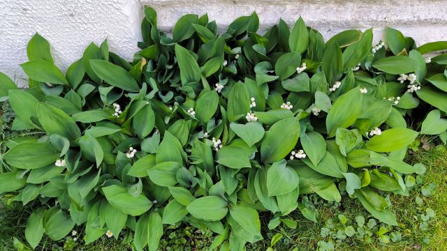 A lush patch of green leaves with small white flowers growing against a textured wall.