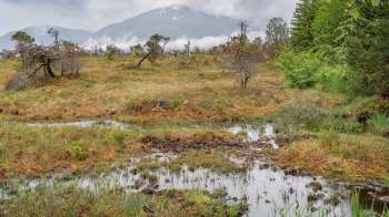 A grassy peat bog with scattered trees and mountains shrouded in clouds in the background.