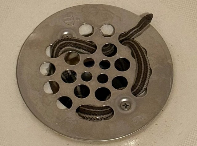 A striped snake tangled in a shower drain.